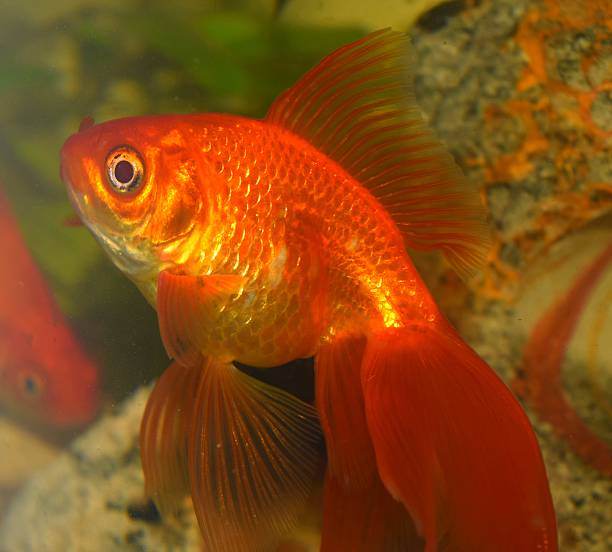 istock fantail goldfish in tank 509927990