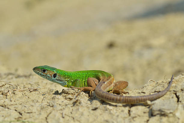 istock Male of green lizard (Lacerta viridis) 509928726
