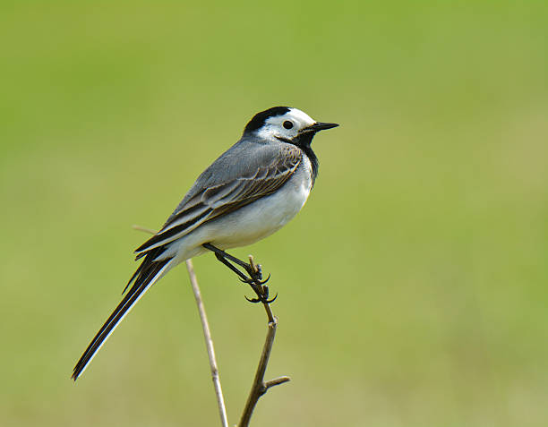 istock White Wagtail. Motacilla alba 509929878