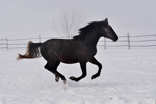 istock Beautiful horse running in winter 509930010