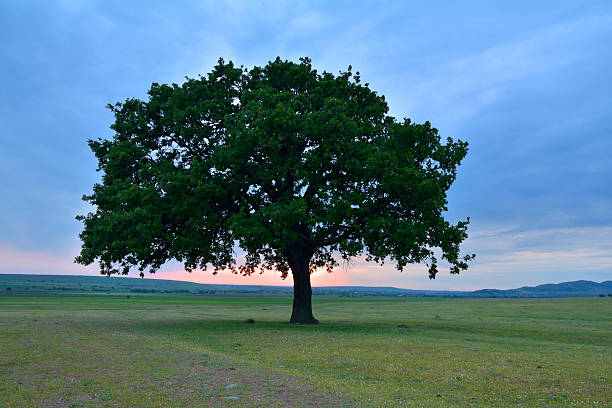 istock beautiful landscape and lone tree 509930038