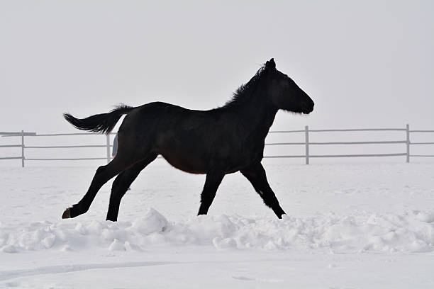 istock Beautiful horse running in winter 509930054