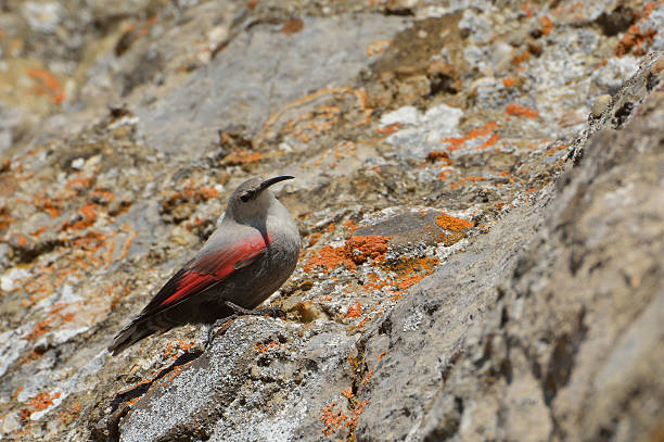 Wallcreeper (Tichodroma muraria) in natural habitat stock photo