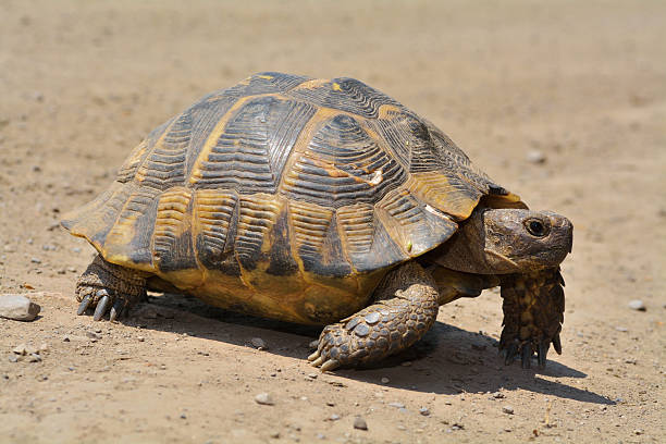Spur thighed turtle (Testudo graeca) stock photo