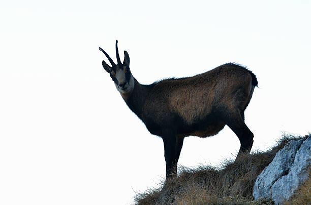 istock chamois (rupicapra rupicapra) in natural habitat 509930210
