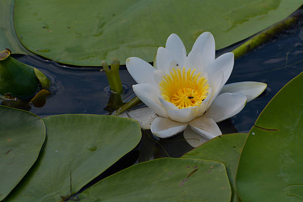 Dwarf White Water-lily - Nymphaea candida stock photo