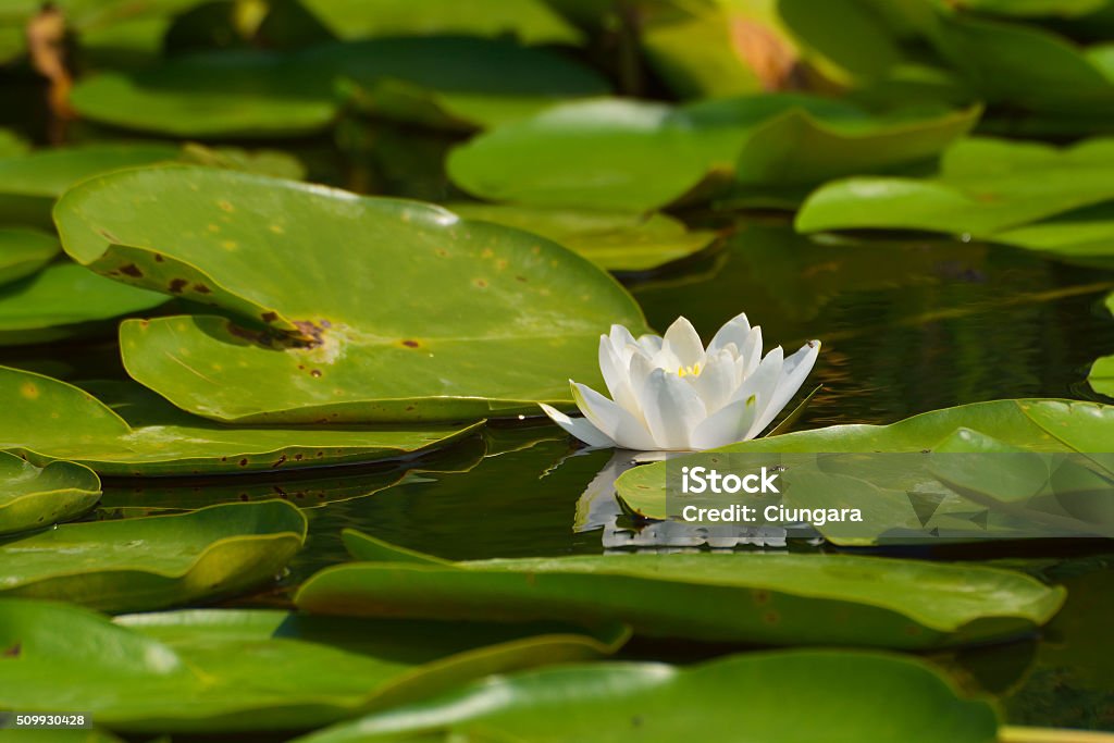 Dwarf White Water-lily - Nymphaea candida Thrush - Yeast Infection Stock Photo