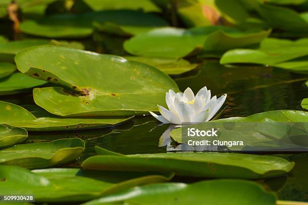 Dwarf White Waterlily Nymphaea Candida Stock Photo - Download Image Now - Thrush - Yeast Infection, Water Lily, Animal Wildlife
