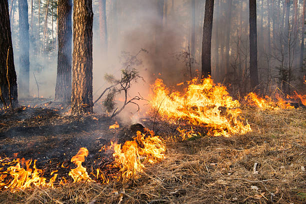 Forest fire in progress stock photo