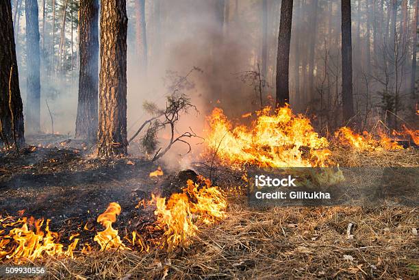 Forest Fire In Progress Stock Photo - Download Image Now - Forest Fire, Controlled Fire, Forest