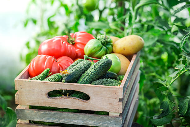 istock Fresh tomatoes and cucumbers in greenhouse 509933272