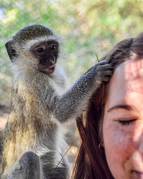 istock Vervet monkey playing with a woman's hair 509933626