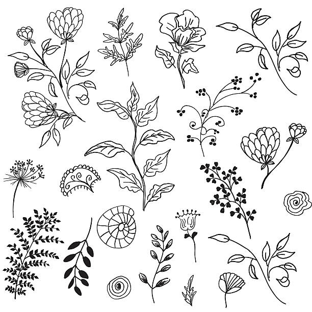stockillustraties, clipart, cartoons en iconen met retro doodled decorative plant elements - kruid illustraties