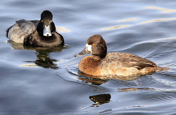 Blue Bill Greater Scaup Ducks A pair of greater scaups, also known as blue bills, enjoy the afternoon in a freshwater pond.  The drake is on the left and the hen on the right. greater scaup stock pictures, royalty-free photos & images