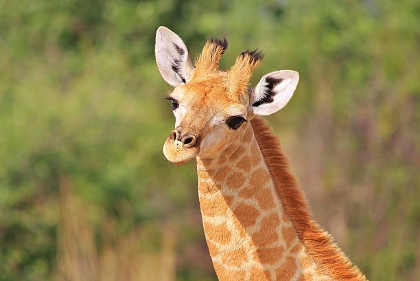 A southern African Giraffe calf stares into the lens, as seen in the wilds of Namibia, southwestern Africa. 