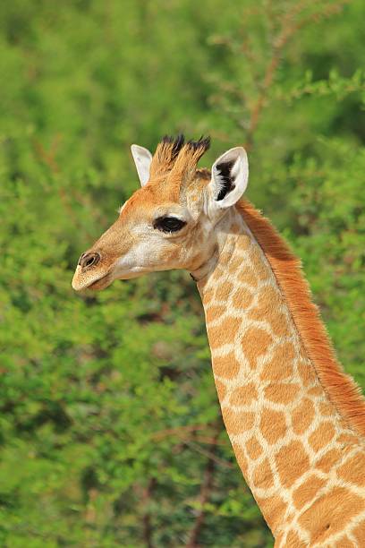 istock Giraffe Calf - Nature's Cutest Animal Babies 509934332