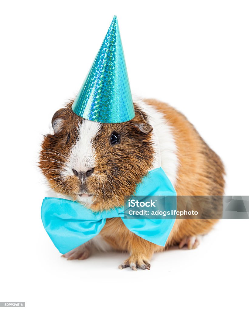 Guinea Pig Dressed For Birthday Party Cute little pet guinea pig wearing a blue bow tie and party hat Hamster Stock Photo