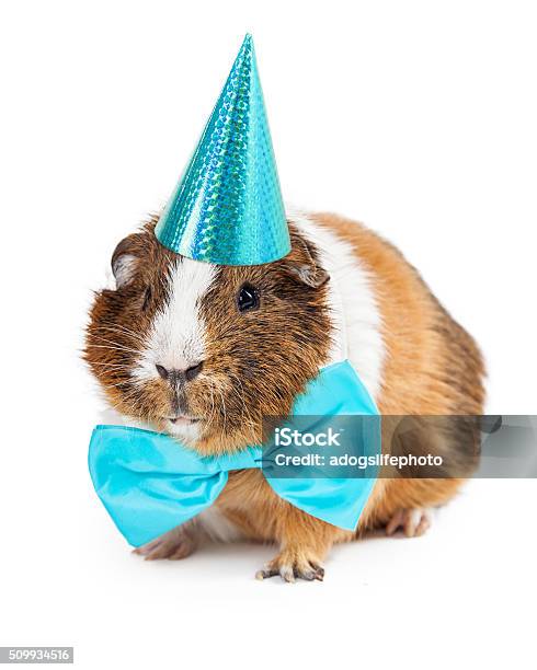 Guinea Pig Dressed For Birthday Party Stock Photo - Download Image Now - Hamster, Party Hat, Birthday