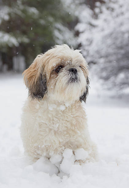 istock small dog in a snowy forest 509935102