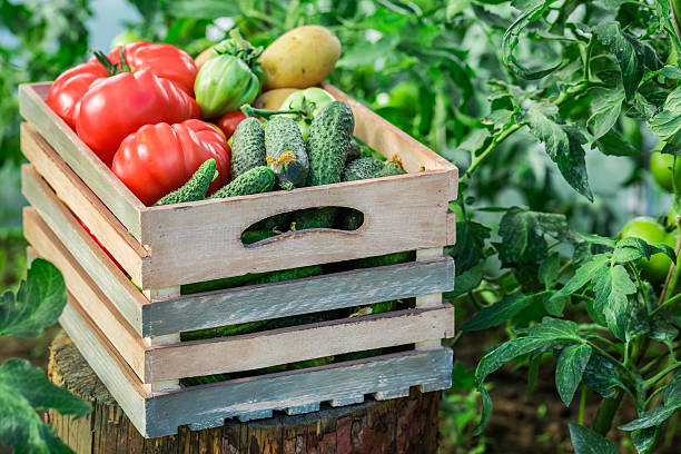istock Healthy vegetables to groceries 509935166