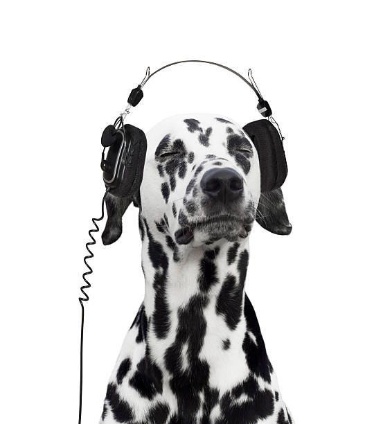 Dalmatian listening to music stock photo