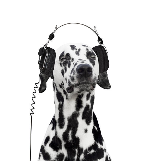 ouvir música da dalmácia - white dog audio imagens e fotografias de stock