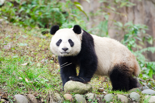Giant Panda looking at camera - Chengdu, China.