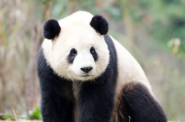 istock Giant Panda Portrait - Chengdu, China 509935484