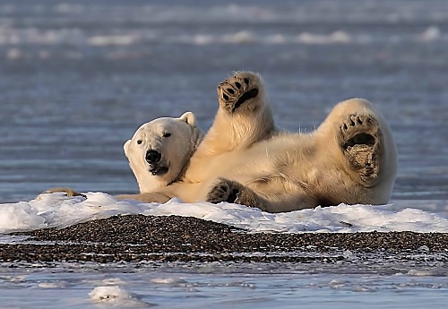 Young female Polar Bear looks up from her comfortable position while napping on the ice of the Beaufort Sea, Kaktovik, Alaska.