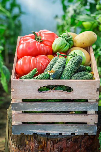 istock Harvested vegetables in wooden box 509936620