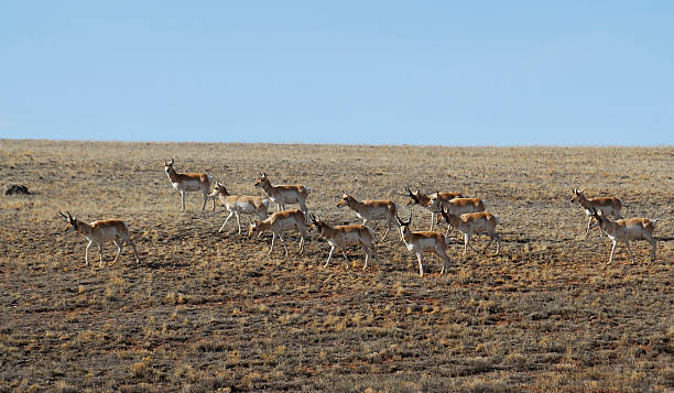 istock Prong Horn in South Park, Colorado 509936968