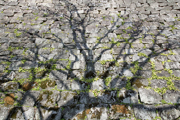 istock shadow of tree on weathered stone wall 509937342