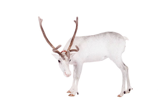 istock Reindeer or caribou, on the white background 509955297