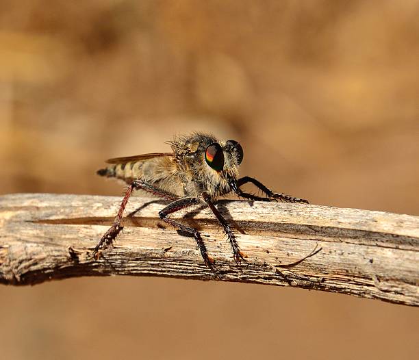 istock Efferia albibarbis on a dry branch 509955303