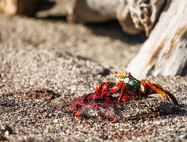 istock sally lightfoot crab eating umbilical cord 509955539