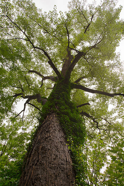 edera crescendo in un grande albero - beech leaf low angle view deciduous tree tree trunk foto e immagini stock