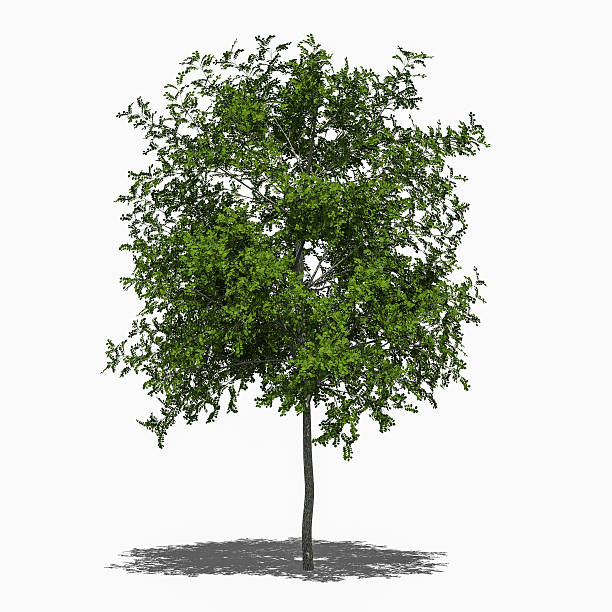 istock Robinia pseudoacacia Umbraculifera (summer) 509956989