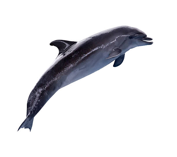 istock dark grey doplhin in jump 509957121