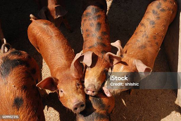 Three Pigs Stock Photo - Download Image Now - Animal, Barn, Domestic Animals  - iStock