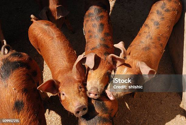 Three Pigs Stock Photo - Download Image Now - Animal, Barn, Domestic Animals - iStock Three Pigs Stock Photo - Download Image Now - Animal, Barn, Domestic Animals - iStock
