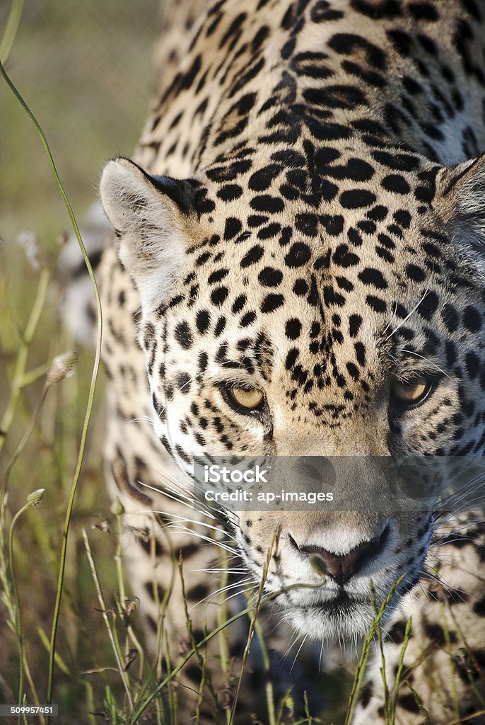 Prowling jaguar A jaguar prowling towards the camera in a game reserve, South Africa Animal Stock Photo
