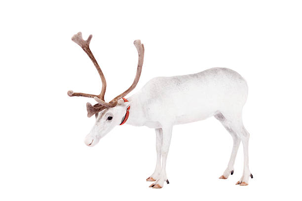 istock Reindeer or caribou, on the white background 509957509