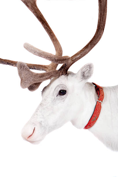 istock Reindeer or caribou, on the white background 509957525