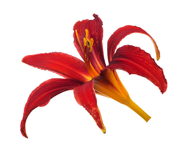 istock dark red lily bloom isolated on white 509957625