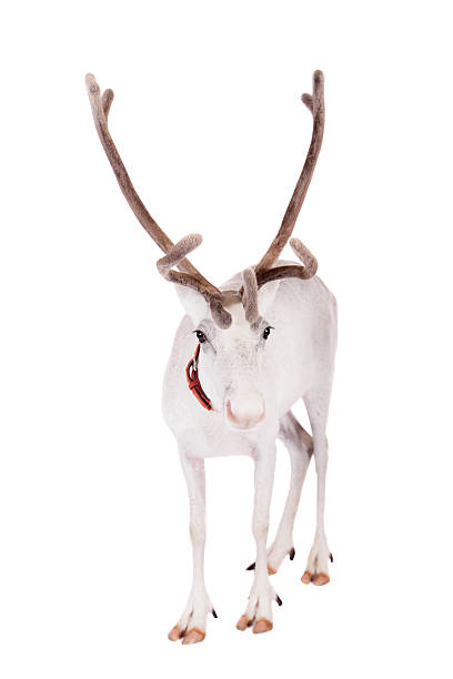 istock Reindeer or caribou, on the white background 509957719