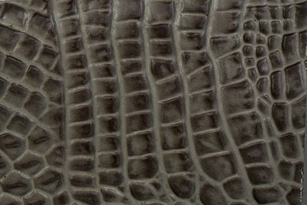 istock Crocodile bone skin texture background. This image of Freshwater 509958427