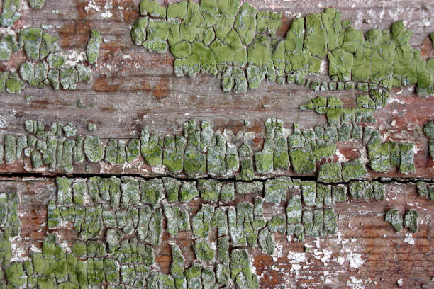 istock Abstract old grunge cracked paint background texture with scratc 509958473
