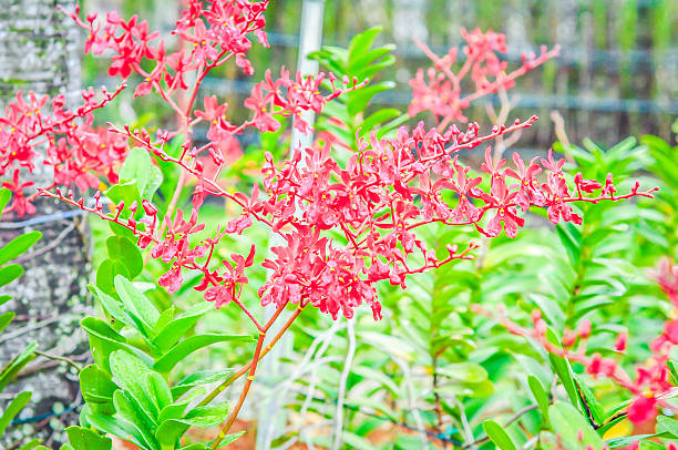 red orchid w tropikalnej farm – zdjęcie