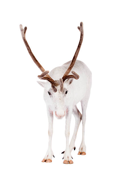 istock Reindeer or caribou, on the white background 509959323