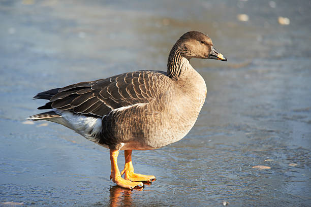 Bean Goose (Anser fabalis) Standing On The Ice anser fabalis stock pictures, royalty-free photos & images